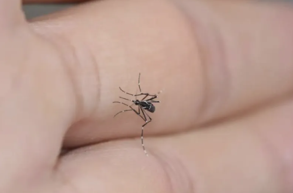 炒股股票配资网站 拍死正在吸血的蚊子，它的嘴会断在肉里吗