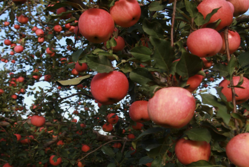 炒股配资软件排名 秋实累累|金秋硕果·延庆采摘之旅 ——长城脚下的果香、美食与宿梦